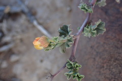 Hermannia cuneifolia
