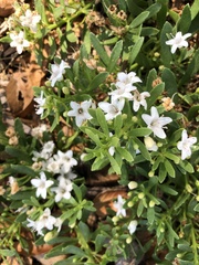 Myoporum parvifolium