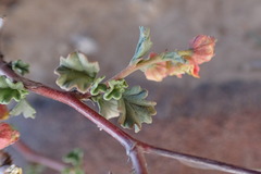 Hermannia cuneifolia