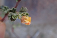 Hermannia cuneifolia