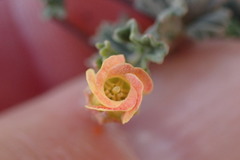 Hermannia cuneifolia