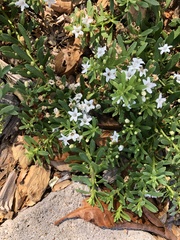 Myoporum parvifolium