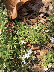 Myoporum parvifolium