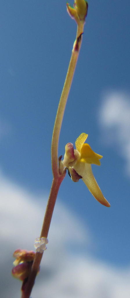 Utricularia firmula Welw. ex Oliv. 3