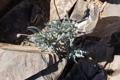 Crassothonna cacalioides