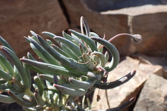 Crassothonna cacalioides