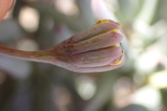 Crassothonna cacalioides