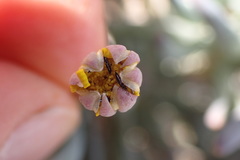 Crassothonna cacalioides