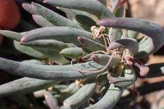 Crassothonna cacalioides