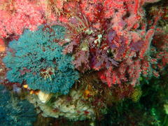 Virididentula dentata