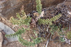 Cheilanthes parviloba