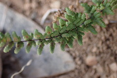Cheilanthes parviloba