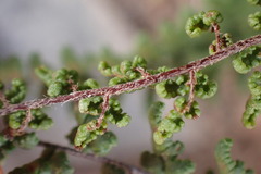 Cheilanthes parviloba