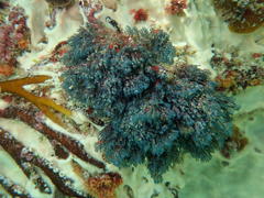 Virididentula dentata