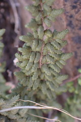 Cheilanthes parviloba