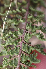 Cheilanthes parviloba