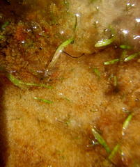 Utricularia prehensilis