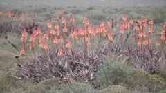 Aloe microstigma framesii