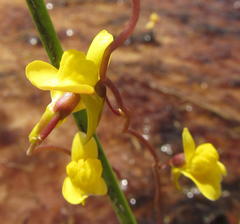 Utricularia prehensilis
