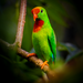 Philippine Hanging-Parrot - Photo (c) Vinz Pascua, some rights reserved (CC BY-SA)