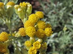 Cladochaeta candidissima