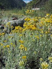 Cladochaeta candidissima