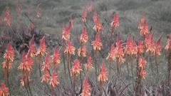 Aloe microstigma framesii