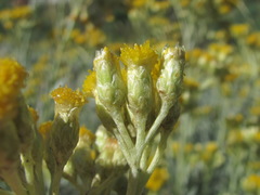 Cladochaeta candidissima