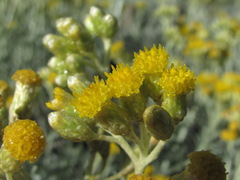 Cladochaeta candidissima