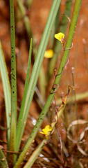 Utricularia prehensilis