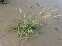 Sporobolus anglicus