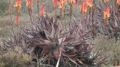 Aloe microstigma framesii