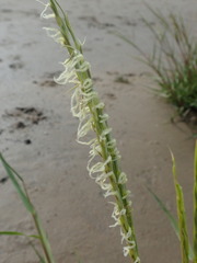 Sporobolus anglicus