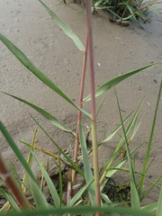 Sporobolus anglicus