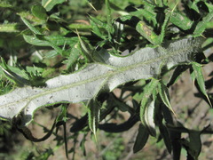 Cirsium ciliatum