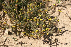 Aspalathus muraltioides