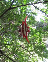 Gasteracantha milvoides