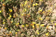 Aspalathus muraltioides