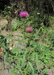 Cirsium ciliatum