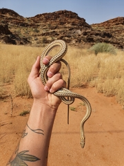 Psammophis leightoni