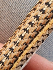 Psammophis leightoni