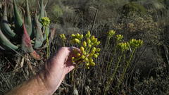 Tylecodon cacalioides