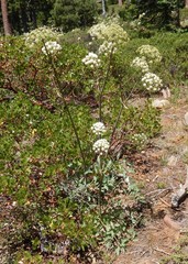 Angelica tomentosa