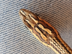 Psammophis leightoni