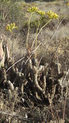Tylecodon cacalioides