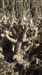 Tylecodon cacalioides