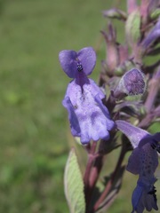 Nepeta grandiflora