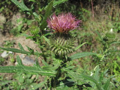 Cirsium ciliatum
