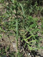 Cirsium ciliatum