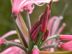Nerine